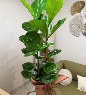 kauçuk, ficuselastica, ankaraçiçekçi, ankarasaksıbitkisi