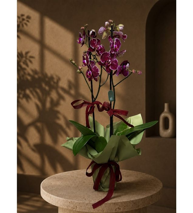 Phalaenopsis Orkide/ Dark Purple Çift Dal Orkide