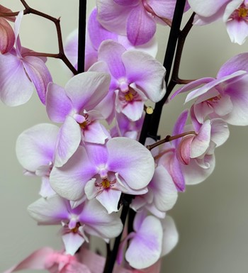 ankaraçiçekçi, ankara çiçeksiparişi, orkide siparişi