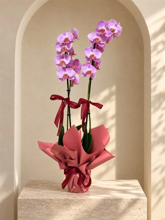 Phalaenopsis Orkide / Lila Çift Dal Orkide