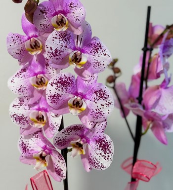 ankara orkide siparişi, ankara çiçekçi