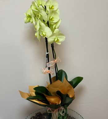 ankara orkide siparişi, ankara çiçekçi