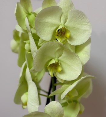 ankara orkide siparişi, ankara çiçekçi