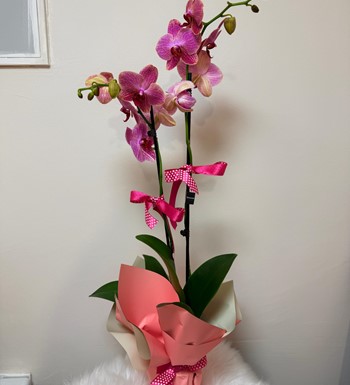 ankaraçiçekçi, ankara çiçeksiparişi, orkide siparişi