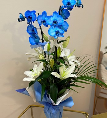 mavi orkide, ankara orkide