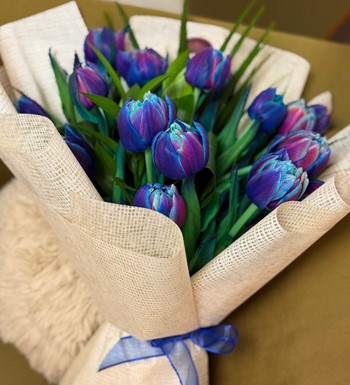 mavi lale,  galaxy mavi lale, double bouble lale