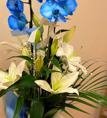 mavi orkide, ankara orkide