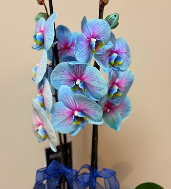 ankaraçiçekçi, ankara çiçeksiparişi, yenibatımahallesiçiçekç