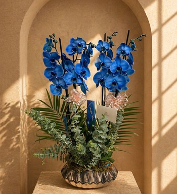 ankara mavi orkide siparişi, ankara aynı gün teslim çiçek