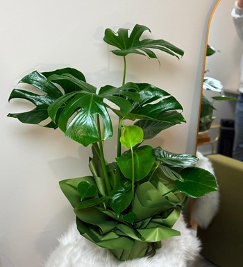 ankara çiçek siparişi, ankara çiçekçi