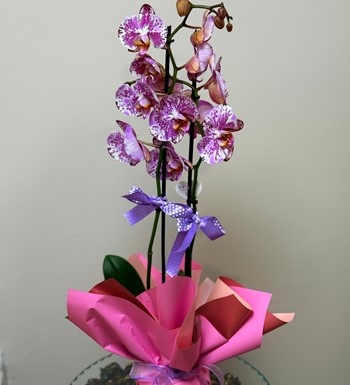 ankaraçiçekçi, ankara çiçeksiparişi, yenibatımahallesiçiçekç