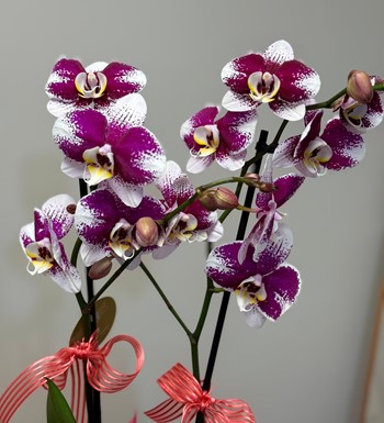 annelergünüçiçeği,ankaraçiçekgönder,ankaraorkidegönder