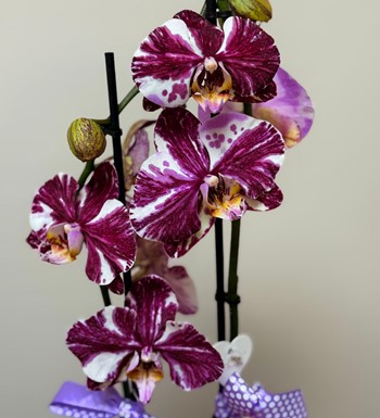 ankaraçiçekçi, ankara çiçeksiparişi, orkide siparişi