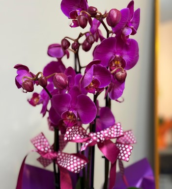ankara orkide siparişi, ankara çiçekçi