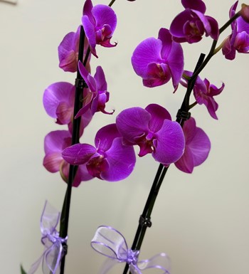 ankaraçiçekçi, ankara çiçeksiparişi, orkide siparişi