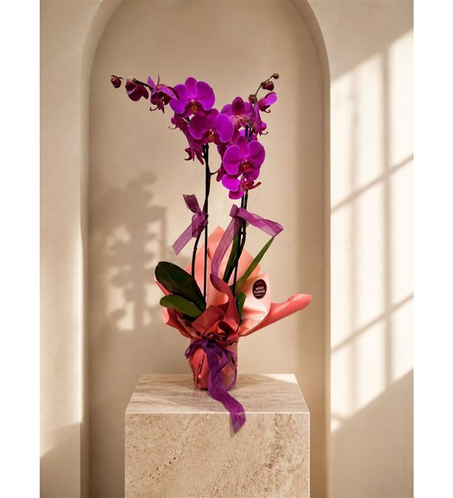 Phalaenopsis Orkide / Mor Dal