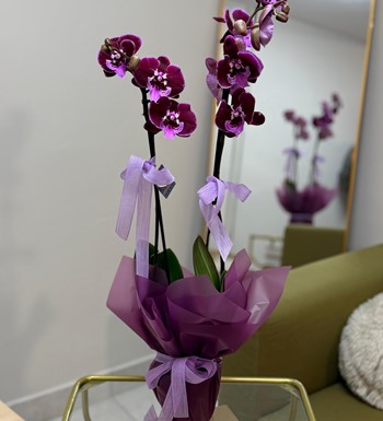 annelergünüçiçeği,ankaraçiçekgönder,ankaraorkidegönder