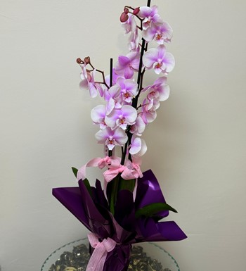 ankaraçiçekçi, ankara çiçeksiparişi, orkide siparişi