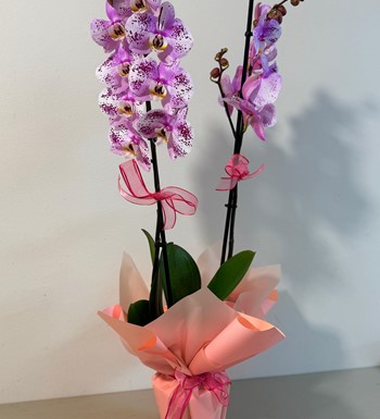 ankara orkide siparişi, ankara çiçekçi