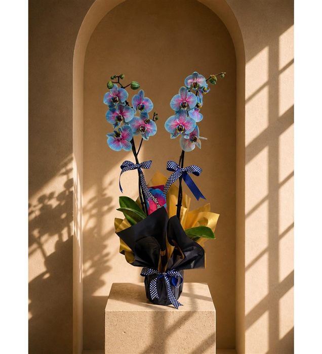 Cascade Perfect Gift (Alacalı Mavi Orkide)