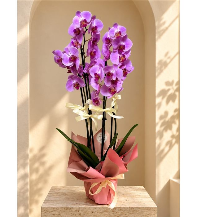 Phalaenopsis Orkide / Lila Dört Dal Orkide