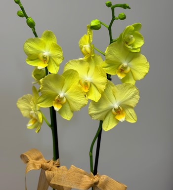 annelergünüçiçeği,ankaraçiçekgönder,ankaraorkidegönder