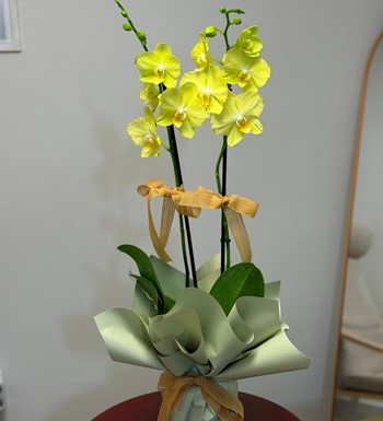 annelergünüçiçeği,ankaraçiçekgönder,ankaraorkidegönder