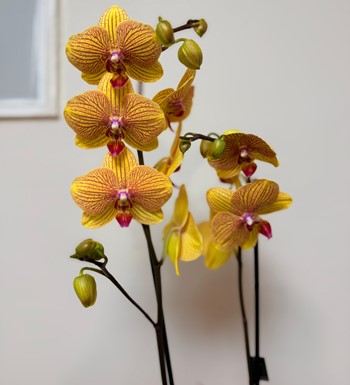 ankara orkide gönder, ithal orkide, somon rengi orkide