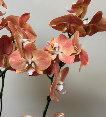 ankara orkide gönder, ithal orkide, somon rengi orkide