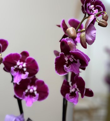 annelergünüçiçeği,ankaraçiçekgönder,ankaraorkidegönder