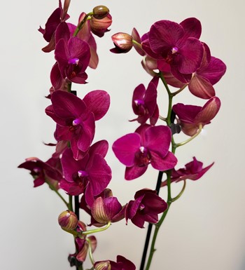 orkide, ankara orkide, orkide bahçesi