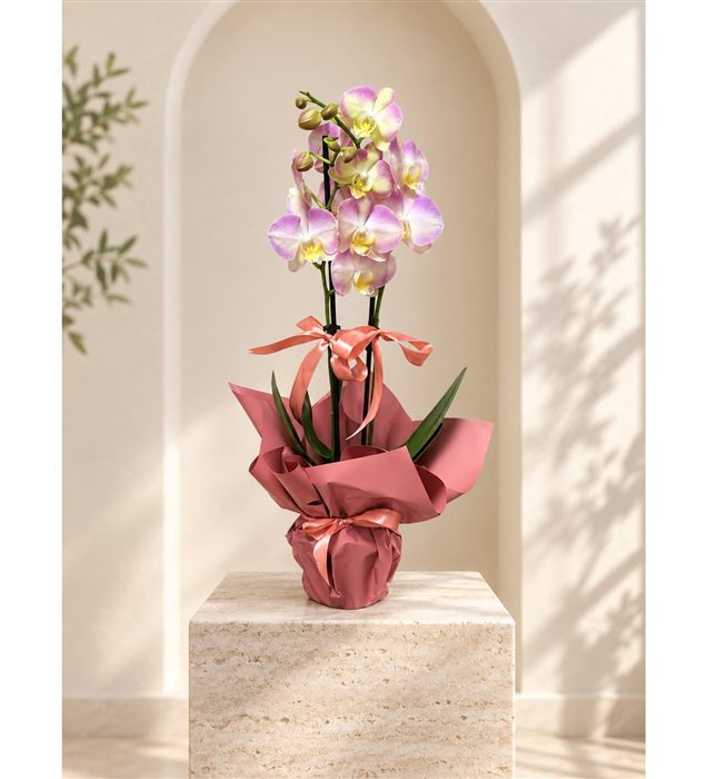 Phalaenopsis Orkide / Beyaz Sarı Pembe Çift Dal Orkide