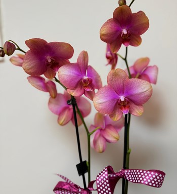 ankaraçiçekçi, ankara çiçeksiparişi, yenibatımahallesiçiçekç