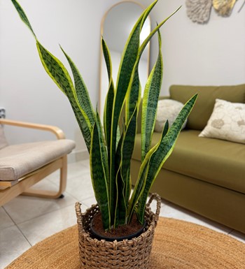 ankara bitki siparişi, monstera, deve tabanı, devasa deve ta