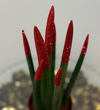 ankara çiçekçi, ankara çiçek siparişi, Çankaya çiçekçi