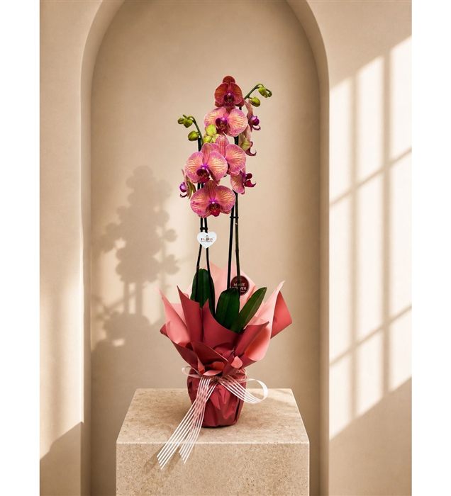 Phalaenopsis Orkide / Pembe Çift Dal