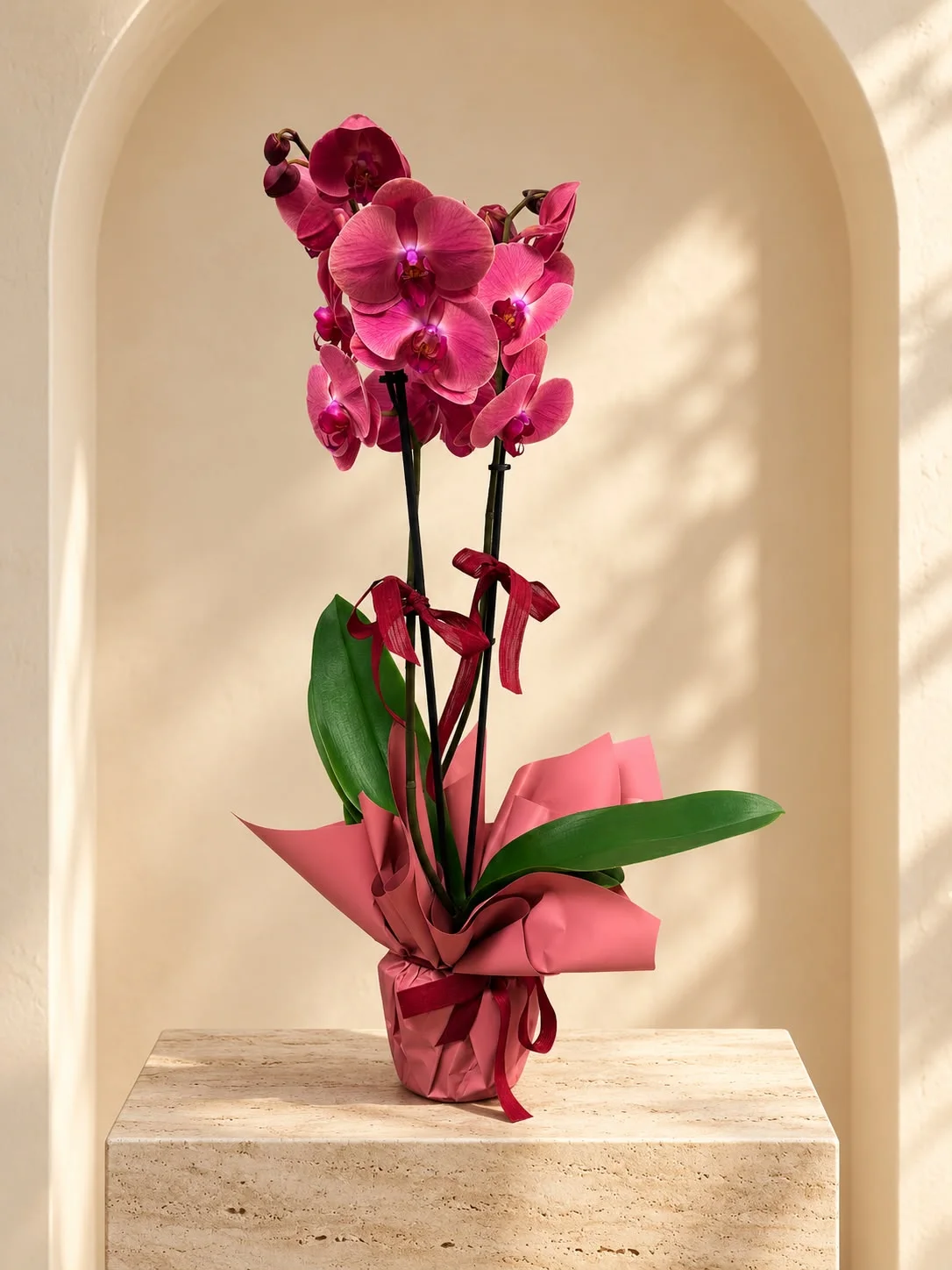 Phalaenopsis Gül Kurusu Çift Dal Orkide