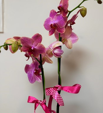 ankaraçiçekçi, ankara çiçeksiparişi, orkide siparişi