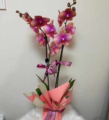 ankaraçiçekçi, ankara çiçeksiparişi, yenibatımahallesiçiçekç