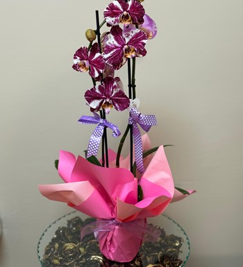 ankaraçiçekçi, ankara çiçeksiparişi, orkide siparişi