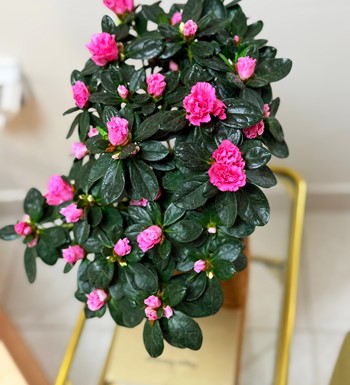 bastonaçelya, açelyabakımı, ankarabitki, ankaraçiçekçi