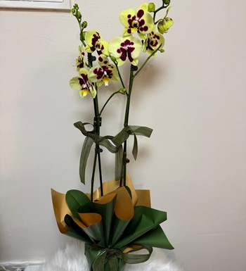 annelergünüçiçeği,ankaraçiçekgönder,ankaraorkidegönder