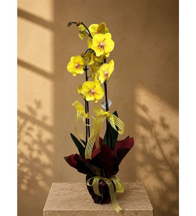 Phalaenopsis Orkide / Gün Işığı Çift Dal