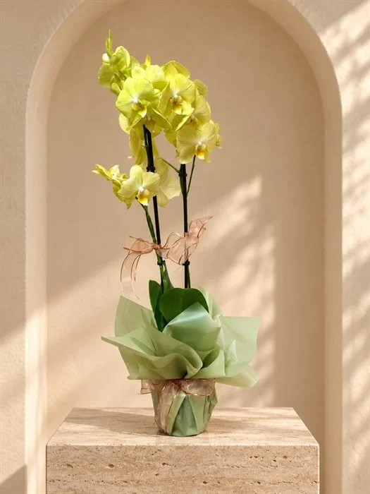 Phalaenopsis Orkide / Çift Dal Orkide