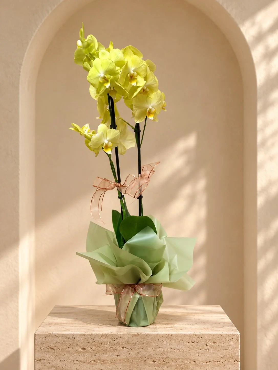 Phalaenopsis Orkide / Çift  Dal Orkide