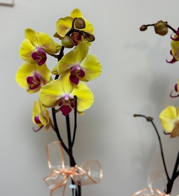 annelergünüçiçeği,ankaraçiçekgönder,ankaraorkidegönder