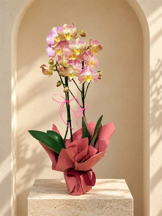Phalaenopsis Orkide / Beyaz Sarı Pembe Çift Dal Orkide