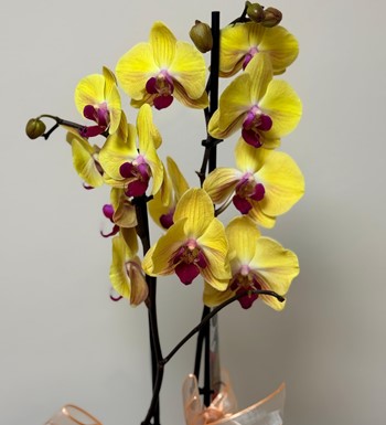 annelergünüçiçeği,ankaraçiçekgönder,ankaraorkidegönder