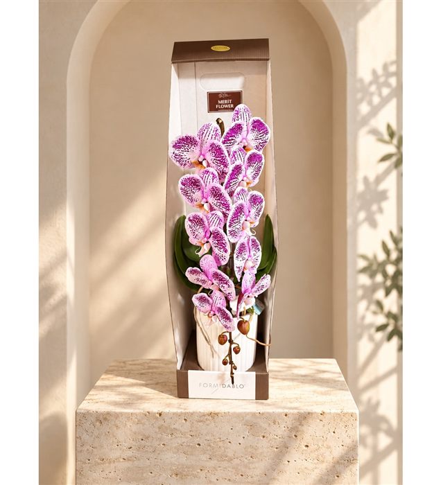 Phalaenopsis Cescade Şelale Orkide Lila