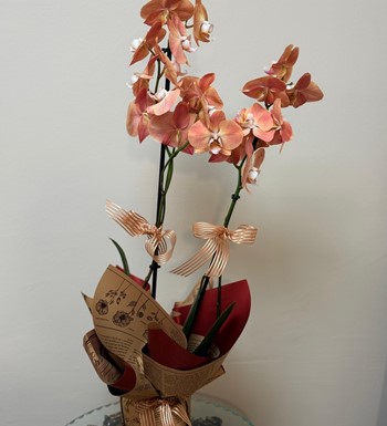 ankara orkide gönder, ithal orkide, somon rengi orkide